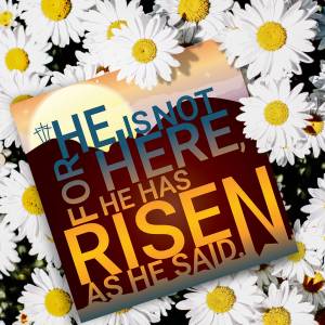 Easter Greetings Cards Pack of 5 He is Risen, With Bible Verse On the Inside Matthew 28:6