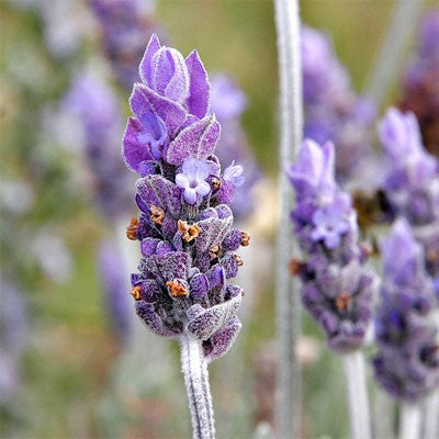 Orthodox Incense Lavender, Available In 2 Sizes