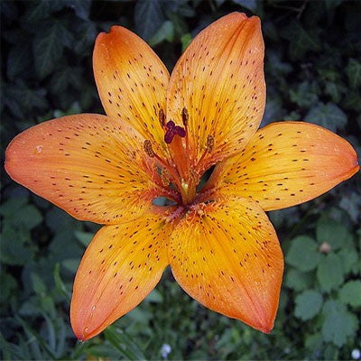 Orthodox Incense Lily, Available In 2 Sizes